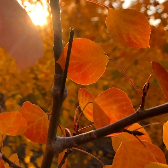 Meet your Posher - Picture 1 of 1